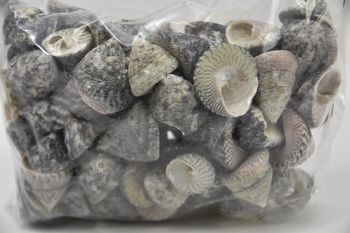 Shell Troca Stellatus natural 1kg