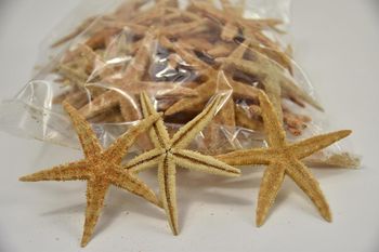 Sugar starfish 8-10cm natural 50pcs