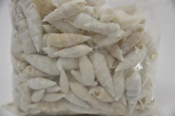 Shell Cerithium Vertagus 1kg
