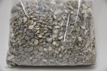 Shell Umbonium black 420gram