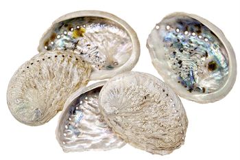 Abalone schelp klein naturel 0,6KG