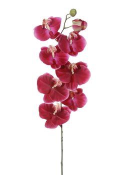 Phalaenopsis l120cm cerise