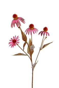 Echinacea l75cm cerise