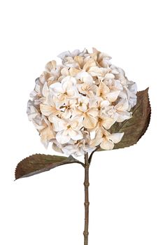 Hortensia l65cm creme