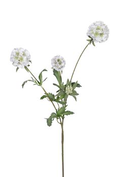 Scabiosa stellata l75cm wit