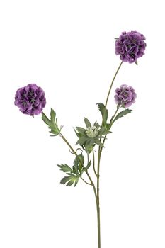 Scabiosa stellata l75cm paars