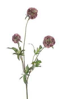 Scabiosa stellata l75cm oud roze