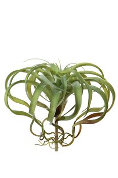 Tillandsia d35cm groen