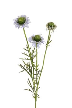 Skabiose l60cm blau