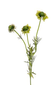 Scabiosa l60cm grün