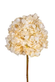 Hortensia l83cm creme