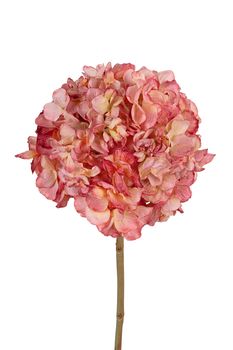 Hortensia l83cm roze/creme