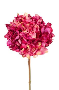 Hortensia l83cm cerise/burgundy