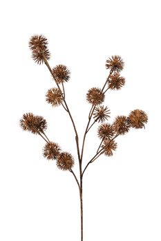 Distel l65cm bruin