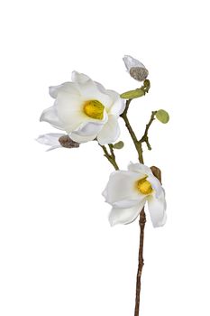Magnolie l73cm weiß