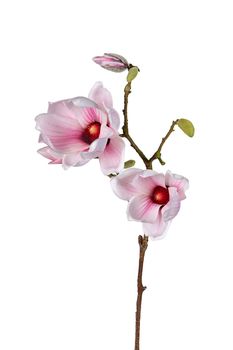 Magnolia l73cm roze