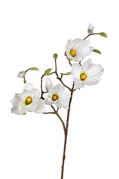 Magnolie l95cm weiß