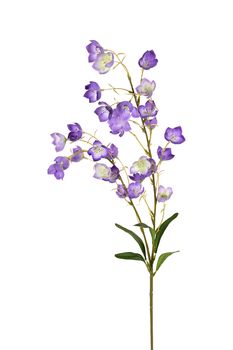 Campanula l95cm flieder