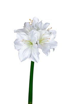 Amaryllis l40cm wit