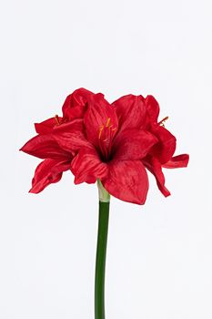 Amaryllis l40cm rood