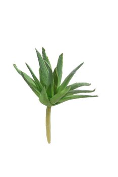 Agave pick mini l9cm groen