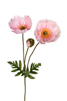 Papaver l76cm roze