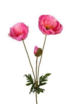 Papaver l76cm cerise