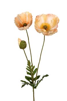 Papaver l76cm zalm