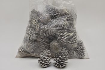 PINUS MARITIMA 14-18 CM WHITE WASHED POLY/50 PC