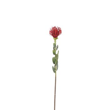 Protea rood - l61cm