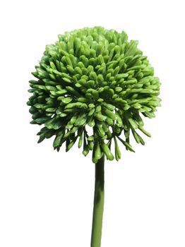Allium globemaster green small 44cm