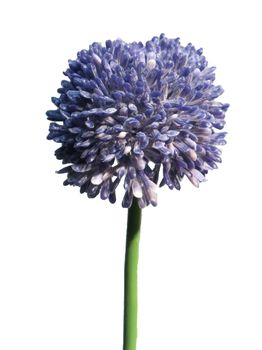 Allium globemaster lavender small 44cm