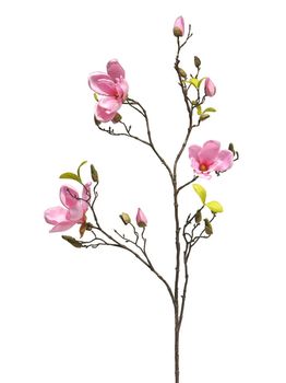 Magnolia 'Scent' pink 110cm