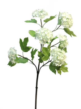Viburnum Roseum x6 cream 60cm