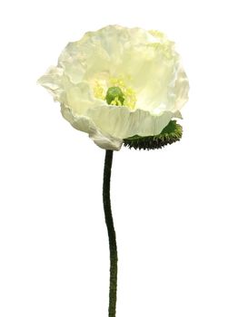 Papaver Nudicaule cream open flower 70cm