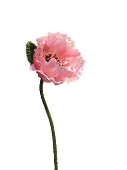 Papaver Nudicaule pink open flower 70cm