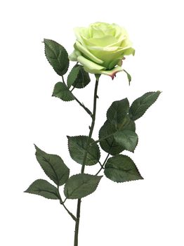 Rosa Dijon grün 64cm