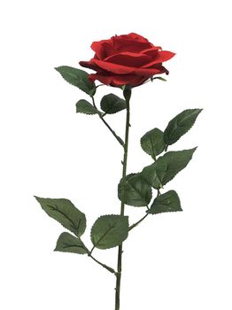 Rosa Dijon red 64cm