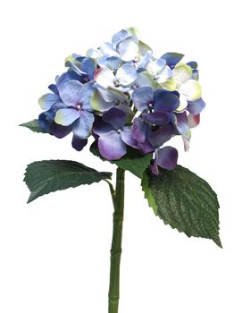 Hydrangea Artist blue/lavender 48cm