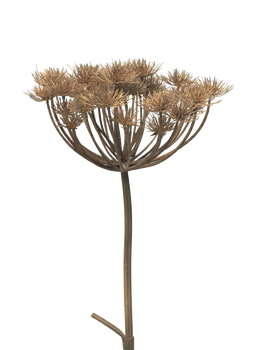 Heracleum grey/brown 98cm