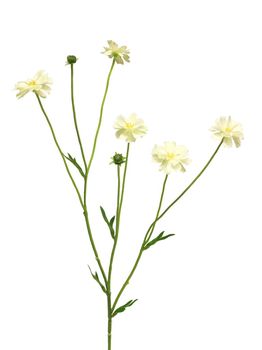 Centaurea Madelon cream 64cm