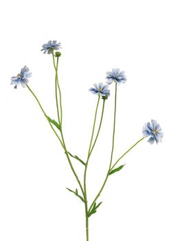 Centaurea Madelon blue 64cm