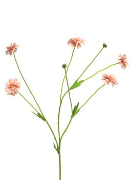 Centaurea Madelon rosa 64cm