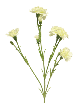 Dianthus Charly creme 62cm