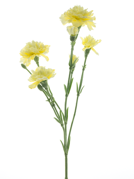 Dianthus Charly lt yellow 62cm