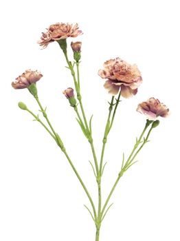 Dianthus Charly lavender 62cm