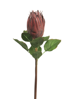 Queen protea red 58cm