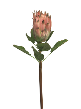 Queen protea pink 58cm