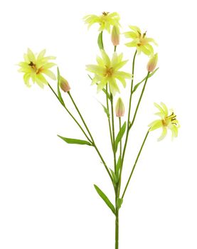 Wild lily spray yellow 94cm