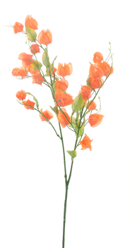 Physalis spray orange 80cm